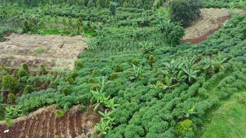 An aerial view of a farm with trees and plants video