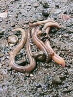 Earthworm in close up vertical view photo