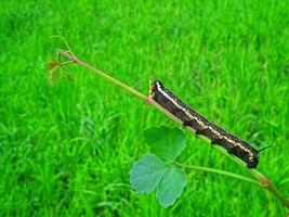 Caterpillar crawling on tree trunk, close up horizontal view photo