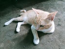 Orange cat lying on the ground, horizontal view photo