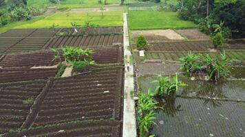 An aerial view of a rice field and a field video