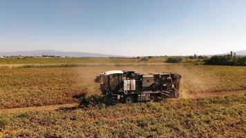 Drone shot of machines harvesting tomatoes in the field. Aerial view. Automatic tomato harvesting. video