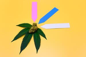 Cannabis dried flower buds with Green fresh leaf and colorful tag label on yellow isolated background. Marijuana Leaf and buds on orange background, Studio Shot, Tree tag. photo