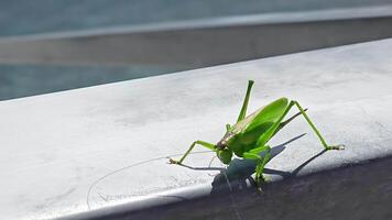 Close-Up of a Green Grasshopper on a Surface, A close-up view of a green grasshopper perched on a smooth surface, highlighting the insect's detailed features. video