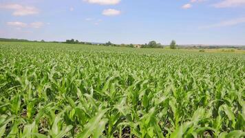 A vast green cornfield stretches out under a clear blue sky with a few fluffy clouds. The young corn plants are vibrant and healthy video