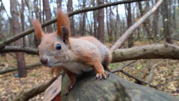 Curious brown rodent climbing on wooden branch and sniffing camera outdoor. Cute fluffy squirrel looking into camera at autumn forest. Portrait of pretty small sciurus at park. Concept of wildlife video