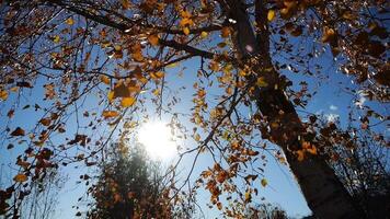 View to tree top of birch with yellow maple leaves at sunny autumn day. Branches with lush foliage gently swaying in wind with sunlight at background. Beautiful colorful fall season. Low view video
