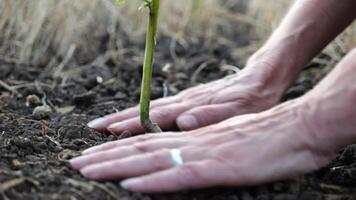 Female hands of farmer planting green sprout in the ground at summer season. Arms of agronomist caring for small seedling during drought. Concept of agricultural business. Close up Slow motion video