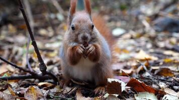 Wild fluffy squirrel gnawing nuts at forest. Cute brown rodent eating found walnuts at autumn park. Portrait to small sciurus chewing food outdoor. Concept of wildlife video