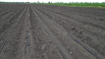 Drone view of an agricultural landscape with drip irrigation pipes, ready to support the growth of crops through efficient watering systems video