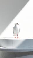 White Dove on Marble Platform with Soft Light photo
