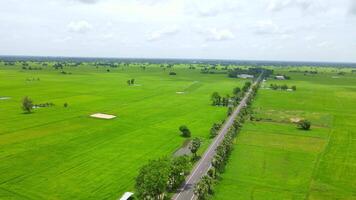 The road cuts through rice fields with palm trees on the side of the road. video