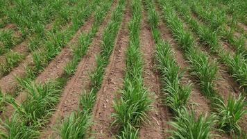 High angle view of sugarcane fields video