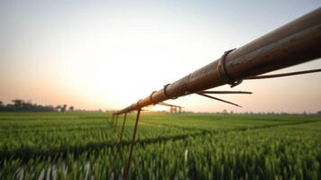 Bamboo Irrigation System in Rice Field at Sunset photo