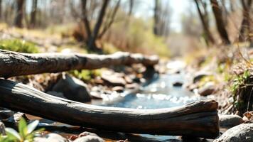 Log Bridge over a Creek in a Forest photo