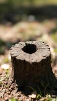 Closeup of a tree stump with a hole in the center photo