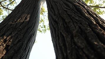 Tree Trunk Close-up with Bright Sky photo