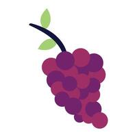 Grapes on a vine illustration vector