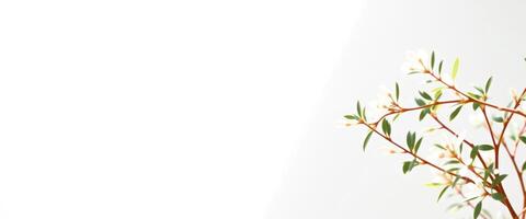 White Flowers on Green Branches with a White Background photo