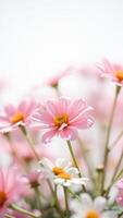 Close-Up of Pink Flower with Soft Background photo