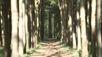 Path Through a Forest photo