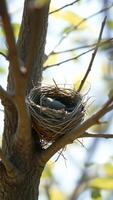 Bird in a Nest on a Tree Branch photo
