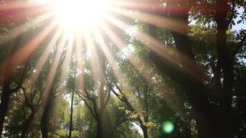 Sunlight Filtering Through Trees photo