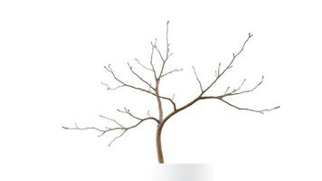 Bare branches of a tree on a white background photo