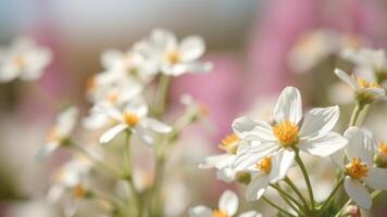 Closeup of White Flowers in a Field photo