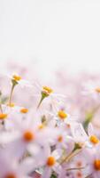 Delicate White Flowers In A Field Of Dreams photo