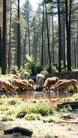 Herd of Deer Drinking from a Forest Stream photo