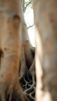 Tree Roots Through A Tree Trunk photo
