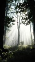 Sunbeams Through the Trees in a Misty Forest photo