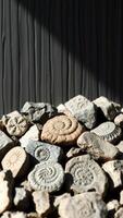 Fossilized Shells on a Dark Background photo