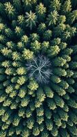 Aerial View of a Forest with a Single Dead Tree in the Center photo