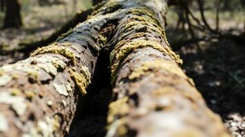 Close-up of a tree trunk covered in lichen photo