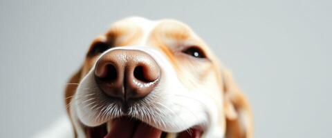 Close-up of a Beagle's Nose and Whiskers photo