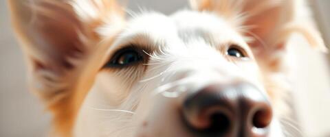 Close-up of a Dog's Face photo
