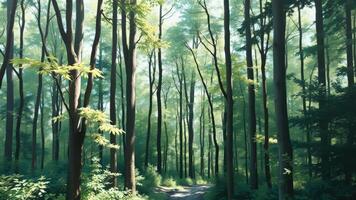 Sunlit Path Through Lush Green Forest photo