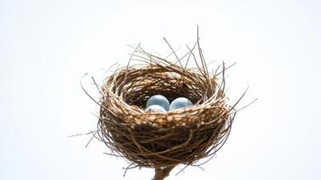 Nest with Two Eggs photo