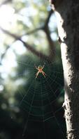 Spiderweb with Spider in the Center photo