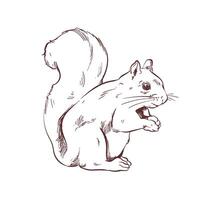 Squirrel sketch illustration vector
