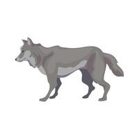 A gray wolf standing on a white background vector
