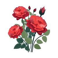 Red roses on white background vector