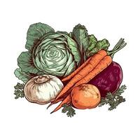 Vegetables and herbs on a white background vector