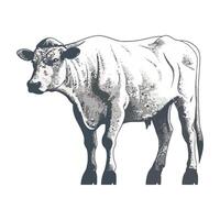 A drawing of a cow standing on a white background vector