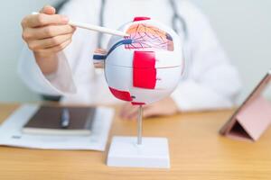 Doctor with human Eye anatomy model with magnifying glass. Eye disease, Refractive Errors, Age Related Macular Degeneration, Cataract, Diabetic Retinopathy, Glaucoma, Amblyopia, Strabismus and Health photo
