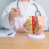Doctor with Breast Anatomy model. Breast Augmentation Surgery, October Breast Cancer Awareness month, implant, Diagnosis, Beauty woman enlargement and medical education concept photo