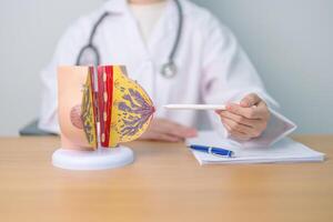 Doctor with Breast Anatomy model. Breast Augmentation Surgery, October Breast Cancer Awareness month, implant, Diagnosis, Beauty woman enlargement and medical education concept photo