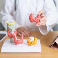 Doctor with human Thyroid anatomy model and tablet. Hyperthyroidism, Hypothyroidism, Hashimoto Thyroiditis, Thyroid Tumor and Cancer, Postpartum, Papillary Carcinoma and Health concept photo